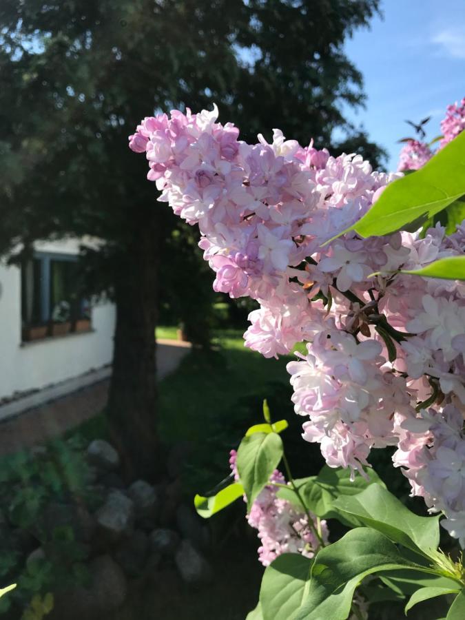 Wiek auf Rügen Hering Fewo I Apartment Terrace מראה חיצוני תמונה